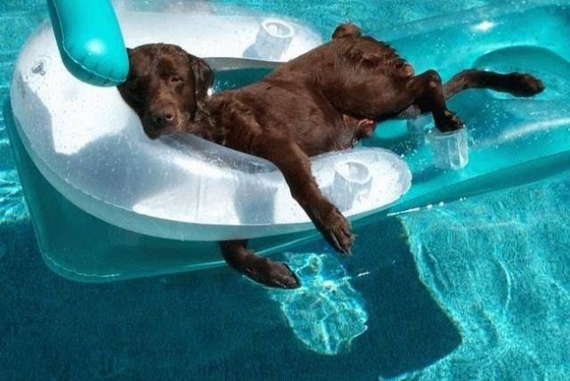 dog days of summer