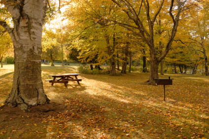 fall_picnic_table fall_picnic_table