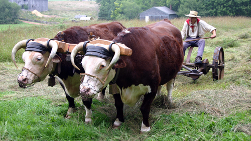 Ross-Farm-Museum-Oxen-Mowing-the-Field