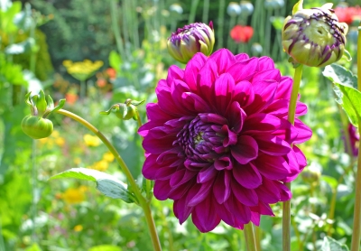 "Image courtesy of Grant Cochrane/FreeDigitalPhotos.net".