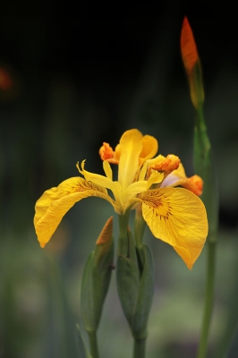 "Image courtesy of Simon Howden/FreeDigitalPhotos.net".