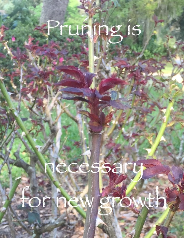 Pruning is necessary for new growth
